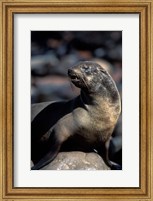 Namibia, Cape Cross Seal Reserve, Fur Seal Fine Art Print