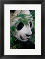 Panda, Wolong, Sichuan, China Fine Art Print