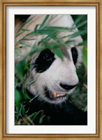 Panda, Wolong, Sichuan, China Fine Art Print