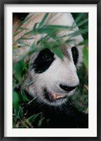 Panda, Wolong, Sichuan, China Fine Art Print