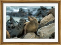 Namibia, Cape Cross Seal Reserve, Two Fur Seals on rocks Fine Art Print