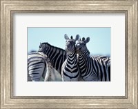 Plains Zebra Side By Side, Etosha National Park, Namibia Fine Art Print