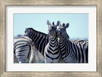 Plains Zebra Side By Side, Etosha National Park, Namibia Fine Art Print