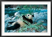 Panda Eating Bamboo by Riverbank, Wolong, Sichuan, China Fine Art Print