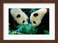 Pandas Eating Bamboo, Wolong, Sichuan, China Fine Art Print