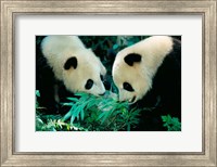 Pandas Eating Bamboo, Wolong, Sichuan, China Fine Art Print