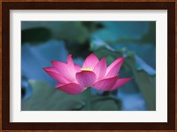 Red Lotus Flower, Hangzhou, Zhejiang Province, China Fine Art Print