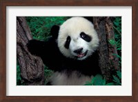 Panda Cub with Tree, Wolong, Sichuan Province, China Fine Art Print