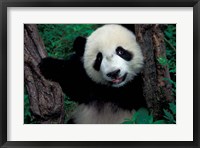 Panda Cub with Tree, Wolong, Sichuan Province, China Fine Art Print