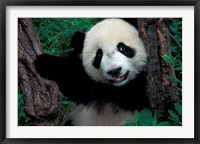 Panda Cub with Tree, Wolong, Sichuan Province, China Fine Art Print