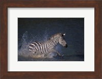 Plains Zebras Splash Through Mara River, Masai Mara Game Reserve, Kenya Fine Art Print