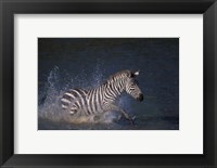 Plains Zebras Splash Through Mara River, Masai Mara Game Reserve, Kenya Fine Art Print