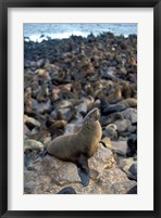 Namibia, Cape Cross Seal Reserve, Fur Seals on shore Fine Art Print