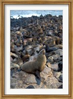 Namibia, Cape Cross Seal Reserve, Fur Seals on shore Fine Art Print