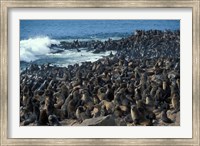 Namibia, Cape Cross Seal Reserve, Group of Fur Seals Fine Art Print