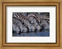 Plains Zebra Herd Drinking, Telek River, Masai Mara Game Reserve, Kenya Fine Art Print