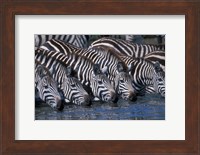 Plains Zebra Herd Drinking, Telek River, Masai Mara Game Reserve, Kenya Fine Art Print