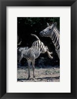 Plains Zebra Kicks, Etosha National Park, Namibia Fine Art Print
