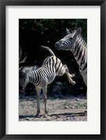 Plains Zebra Kicks, Etosha National Park, Namibia Fine Art Print