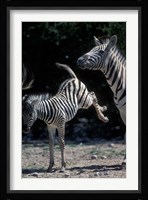 Plains Zebra Kicks, Etosha National Park, Namibia Fine Art Print