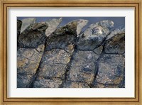 Nile Crocodile, Masai Mara Game Reserve, Kenya Fine Art Print
