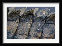 Nile Crocodile, Masai Mara Game Reserve, Kenya Fine Art Print