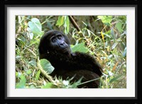 Mountain Gorilla, Bwindi Impenetrable Forest National Park, Uganda Fine Art Print