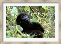 Mountain Gorilla, Bwindi Impenetrable Forest National Park, Uganda Fine Art Print