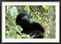 Mountain Gorilla, Bwindi Impenetrable Forest National Park, Uganda Fine Art Print