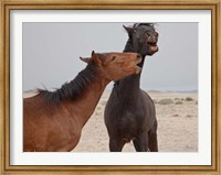 Namibia, Garub. Herd of feral horses playing Fine Art Print