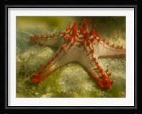 Red Knobbed Starfish, Madagascar, Africa Fine Art Print