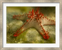 Red Knobbed Starfish, Madagascar, Africa Fine Art Print