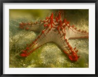 Red Knobbed Starfish, Madagascar, Africa Fine Art Print