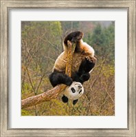 Panda Bear, Wolong Panda Reserve, China Fine Art Print
