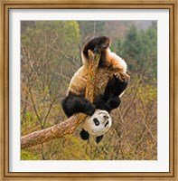 Panda Bear, Wolong Panda Reserve, China Fine Art Print