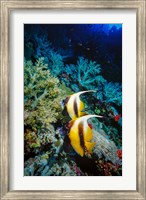 Pair of Red Sea Bannerfish at Daedalus Reef, Red Sea, Egypt Fine Art Print