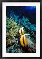 Pair of Red Sea Bannerfish at Daedalus Reef, Red Sea, Egypt Fine Art Print