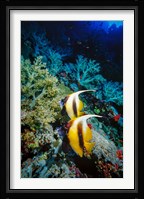 Pair of Red Sea Bannerfish at Daedalus Reef, Red Sea, Egypt Fine Art Print