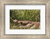 Nile Crocodile, river Victoria Nile, Murchison Falls National Park, Uganda, Africa Fine Art Print