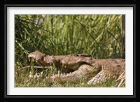 Nile Crocodile, river Victoria Nile, Murchison Falls National Park, Uganda, Africa Fine Art Print
