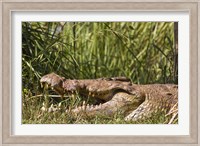 Nile Crocodile, river Victoria Nile, Murchison Falls National Park, Uganda, Africa Fine Art Print