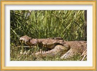 Nile Crocodile, river Victoria Nile, Murchison Falls National Park, Uganda, Africa Fine Art Print