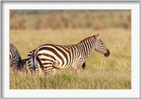 Plains zebra or common zebra in Lewa Game Reserve, Kenya, Africa. Fine Art Print