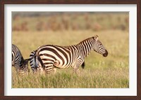 Plains zebra or common zebra in Lewa Game Reserve, Kenya, Africa. Fine Art Print