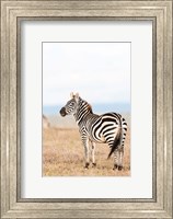 Plains zebra or common zebra in Solio Game Reserve, Kenya, Africa. Fine Art Print