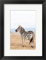 Plains zebra or common zebra in Solio Game Reserve, Kenya, Africa. Fine Art Print