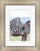 Plains zebra, Lewa Game Reserve, Kenya Fine Art Print