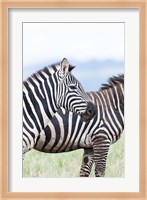 Plains zebra, Lewa Game Reserve, Kenya Fine Art Print