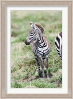 Plains zebra, Maasai Mara, Kenya Fine Art Print