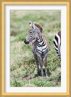 Plains zebra, Maasai Mara, Kenya Fine Art Print